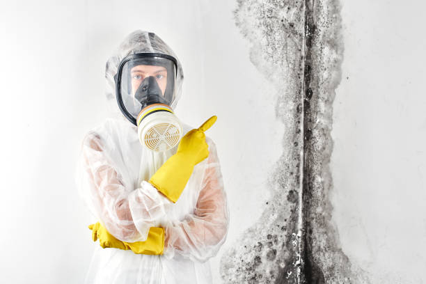 Best Residential Mold Inspection & Testing in Commercial Point, OH