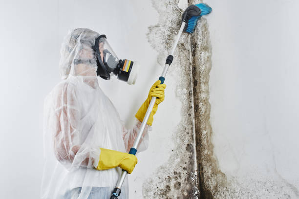 Why You Should Choose Our Mold Remediation Services in Commercial Point, OH